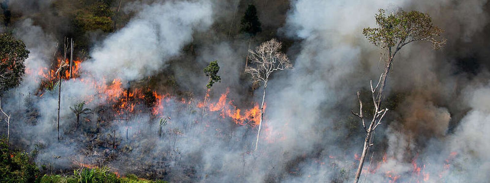 Brazilians 'struggling to breathe' as Amazon burns